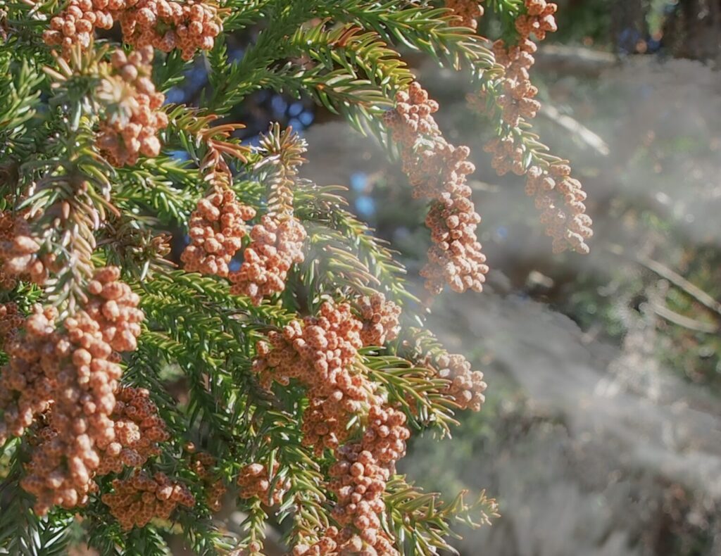 2026年春の花粉飛散予測｜東日本は要警戒